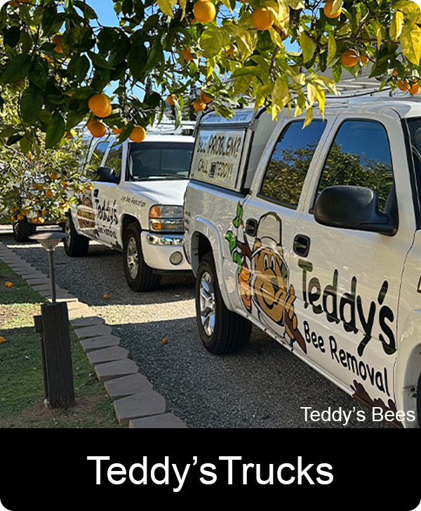 Picture of teddys bee removal work trucks